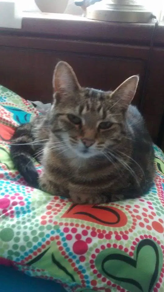 Lost cat in Paw Paw, MI, 49079
