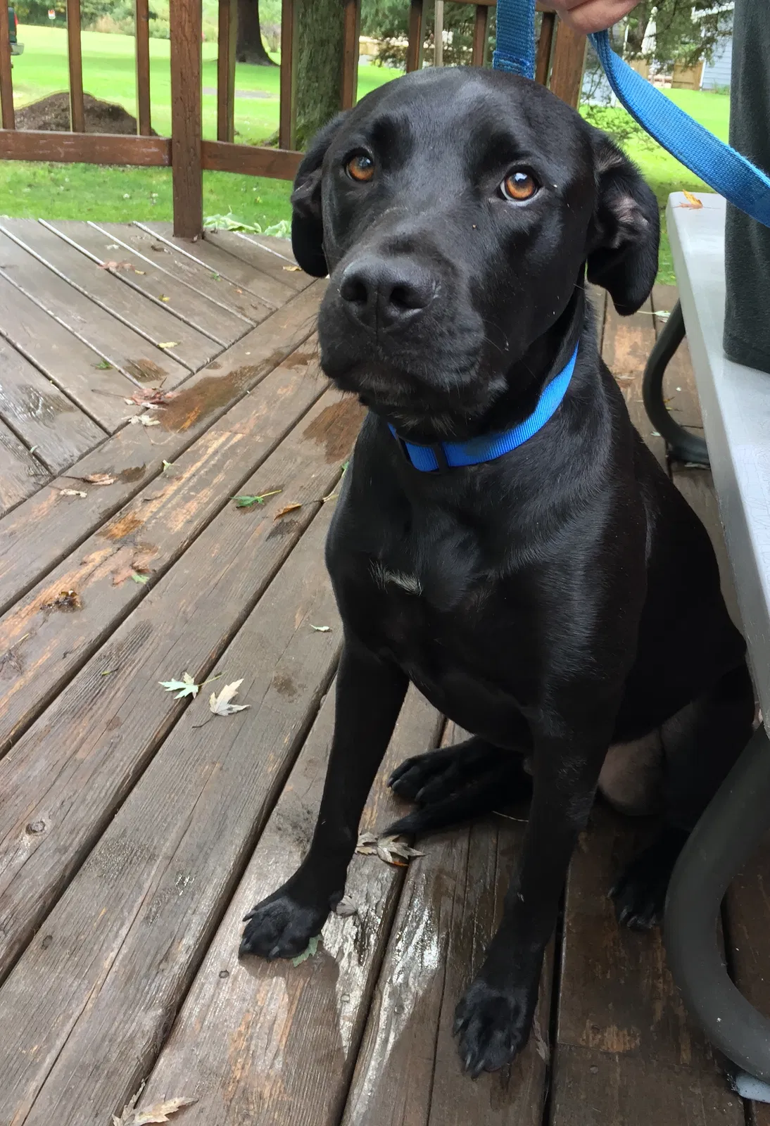Found dog in Coloma, MI, 49038