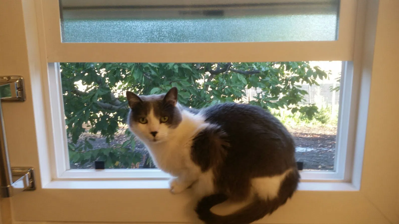 Lost cat in Hollister, CA, 95023