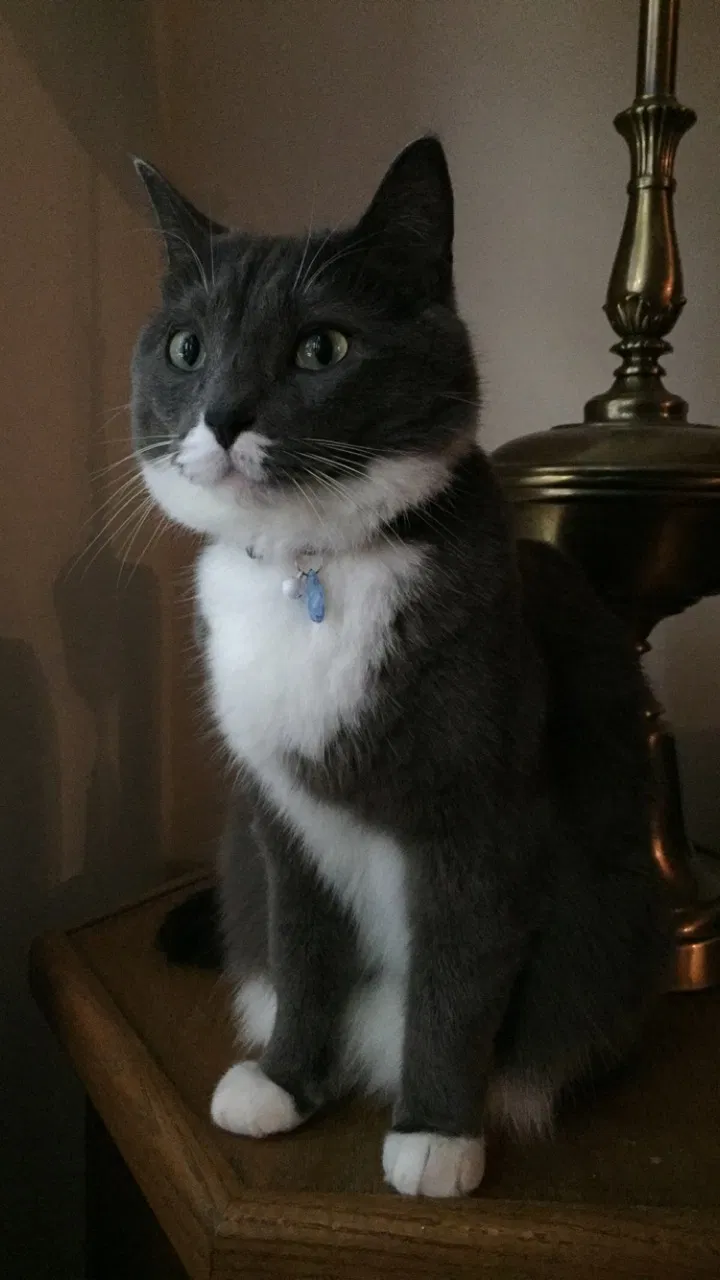 Lost cat in Lynnwood, WA, 98087