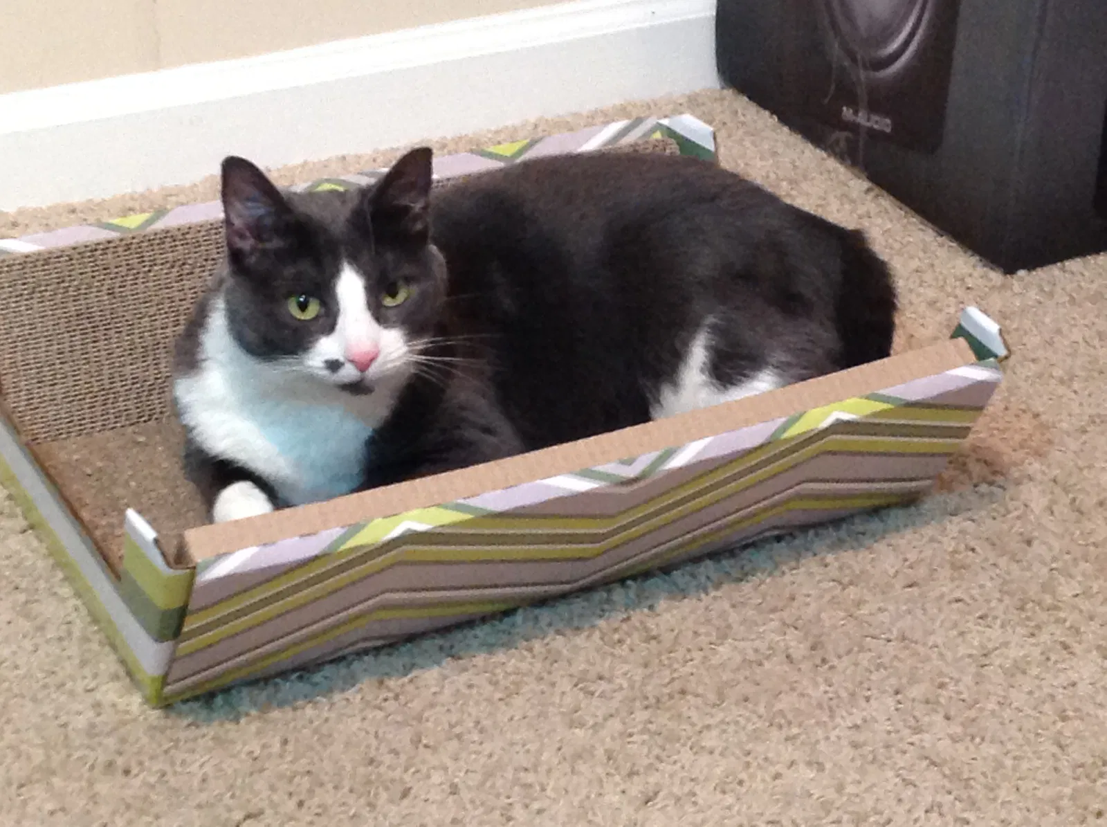 Lost cat in Lawrenceville, GA, 30043