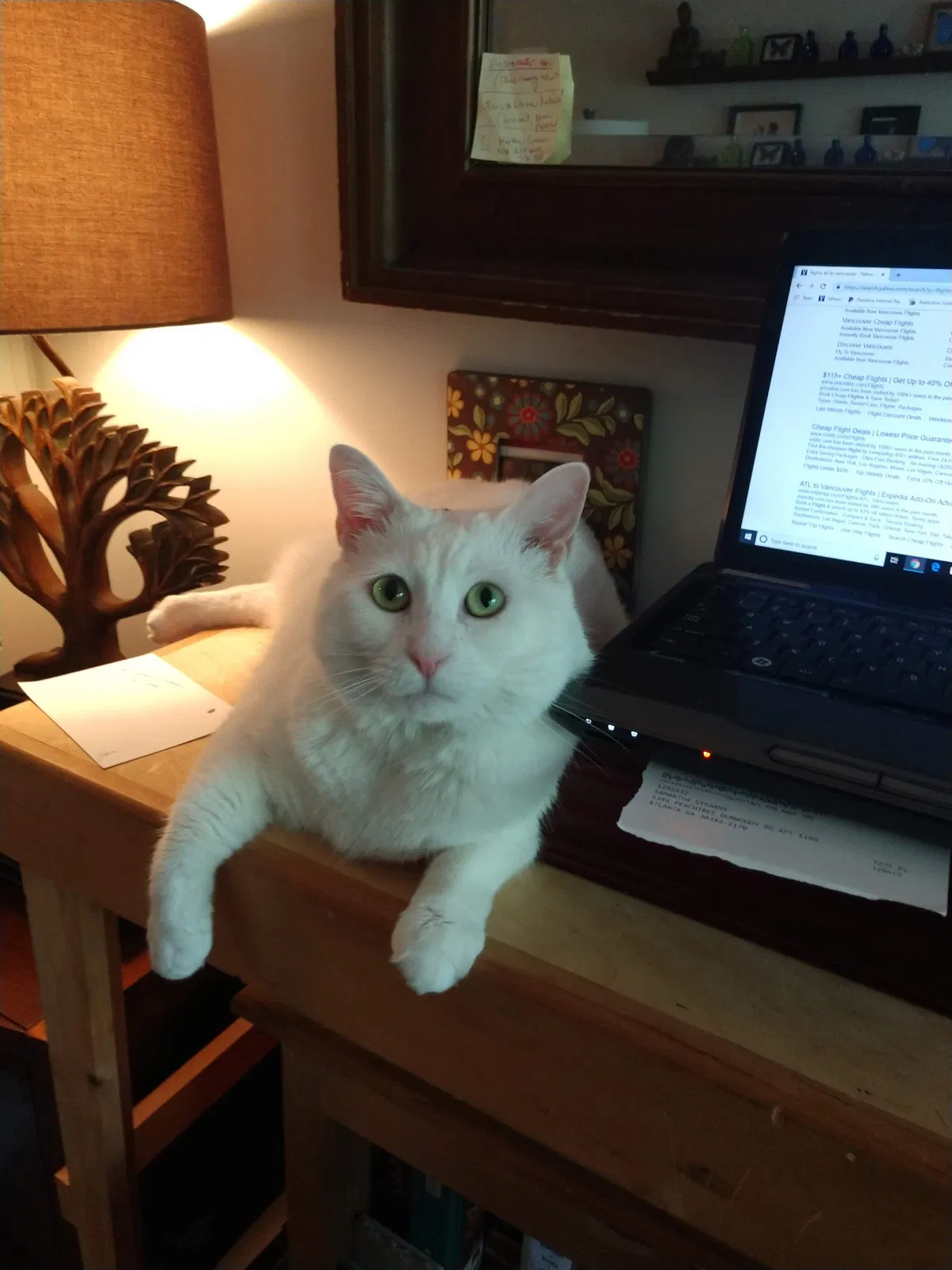 Lost cat in Atlanta, GA, 30342