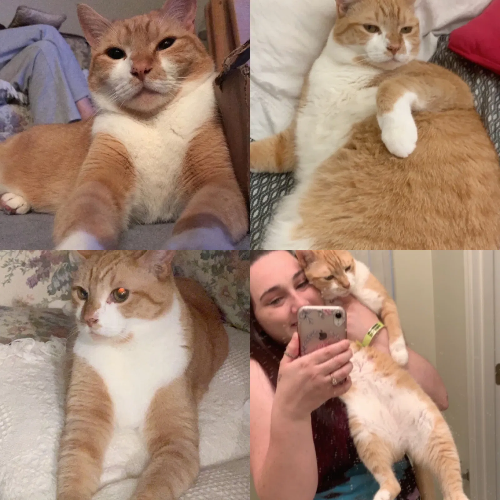 Lost cat in Sherwood, OR, 97140