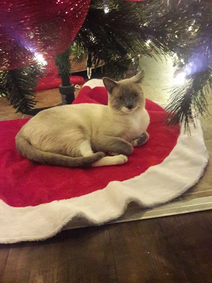 Lost cat in Albuquerque, NM, 87121