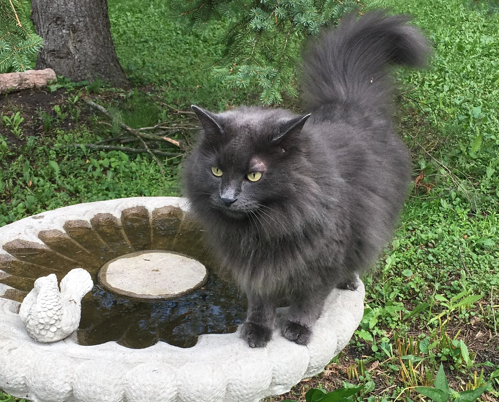 Lost cat in Tinley Park, IL, 60477