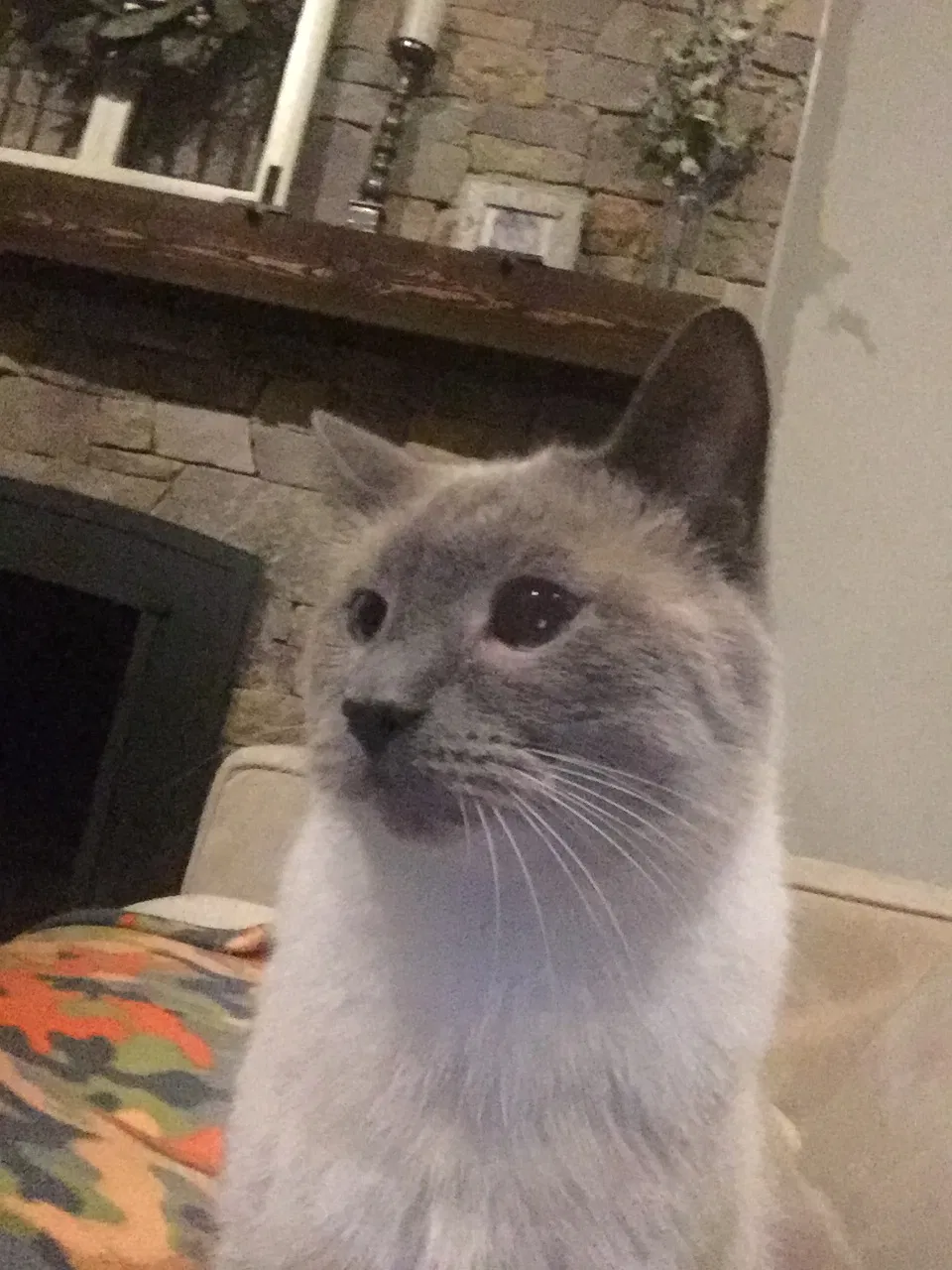 Lost cat in Midlothian, VA, 23113