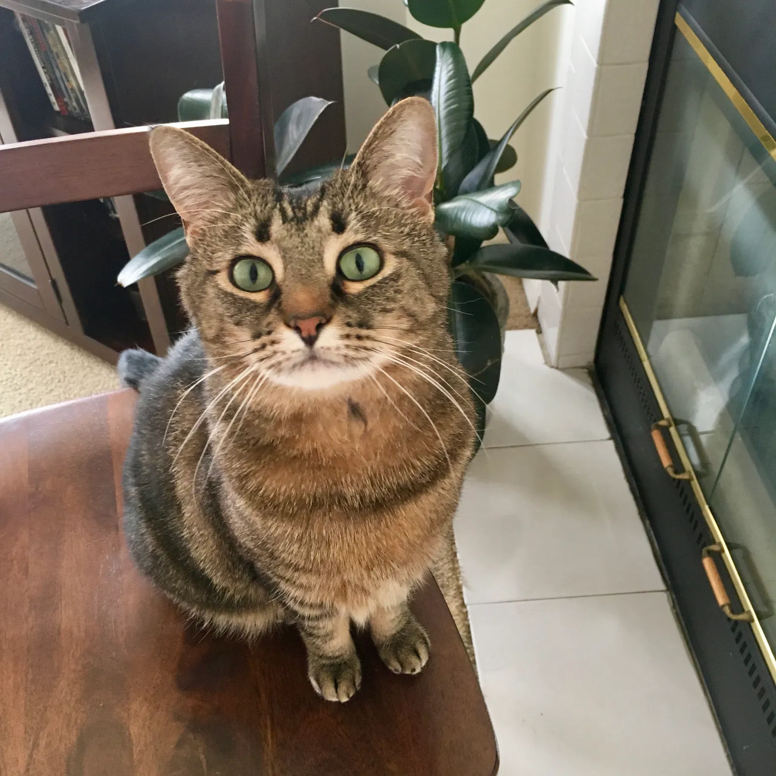 Lost cat in La Grange, IL, 60525