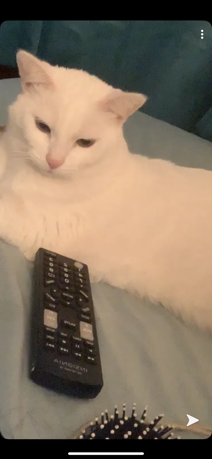 Lost cat in Minneapolis, MN, 55408