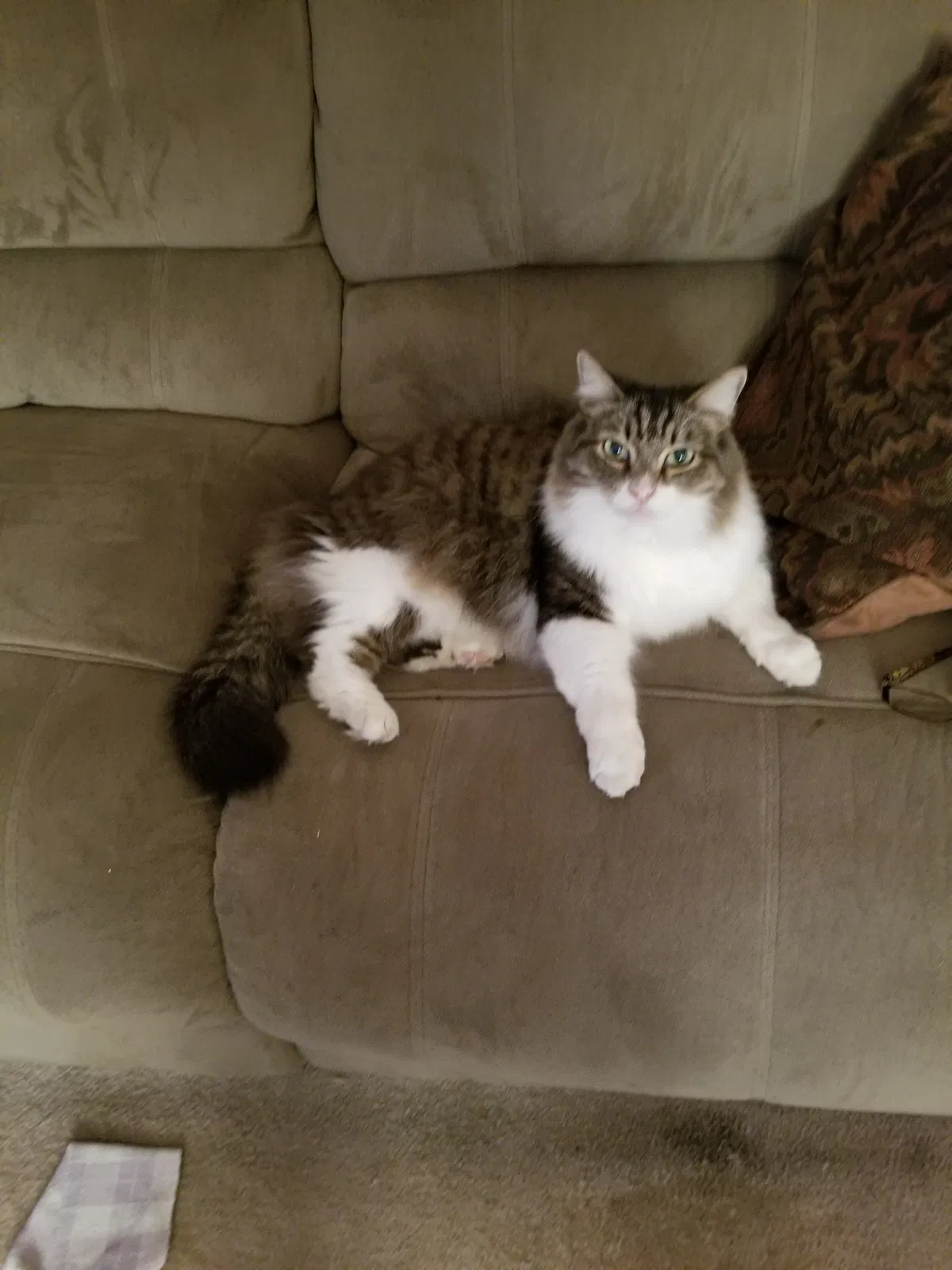 Lost cat in West Covina, CA, 91790