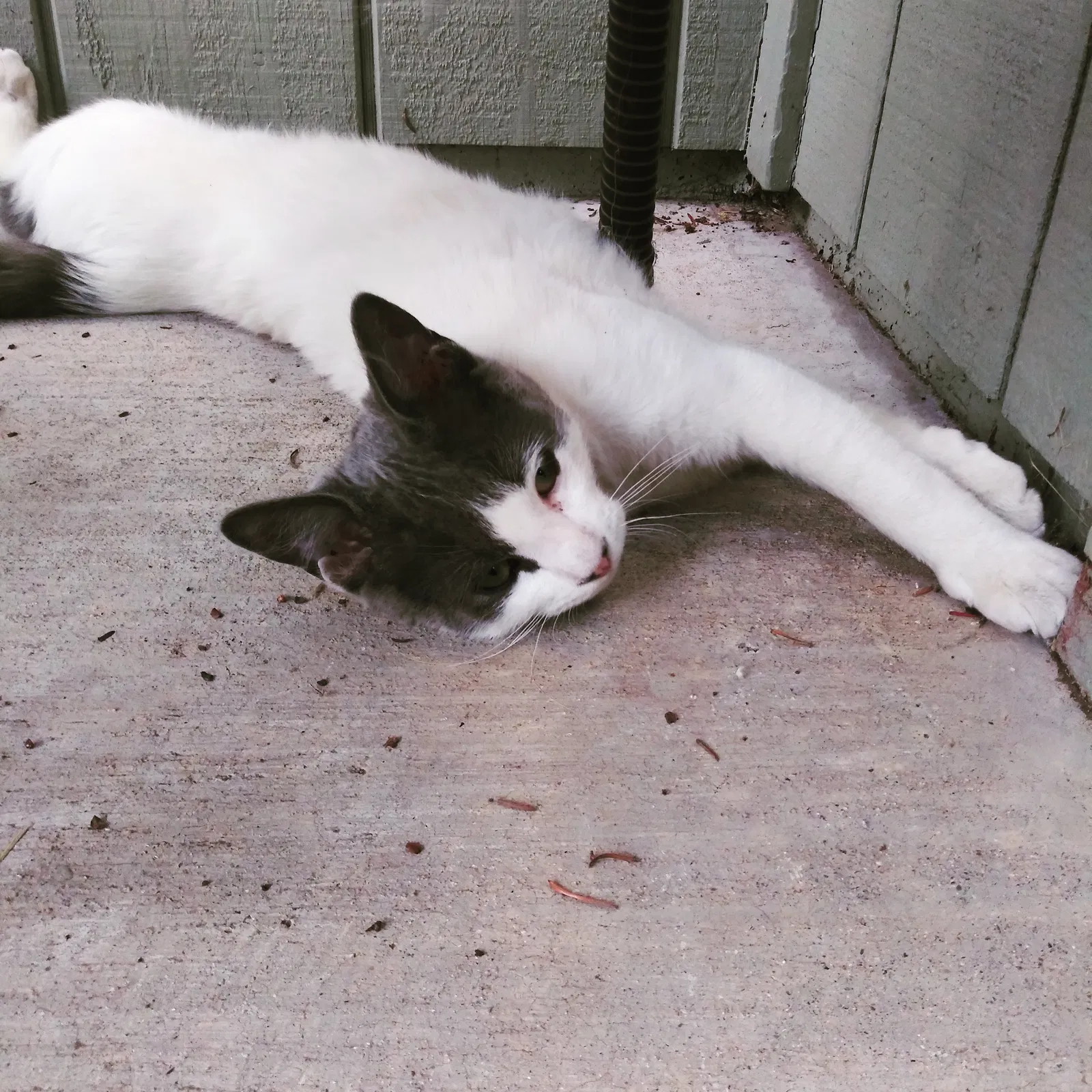 Lost cat in Antelope, CA, 95843