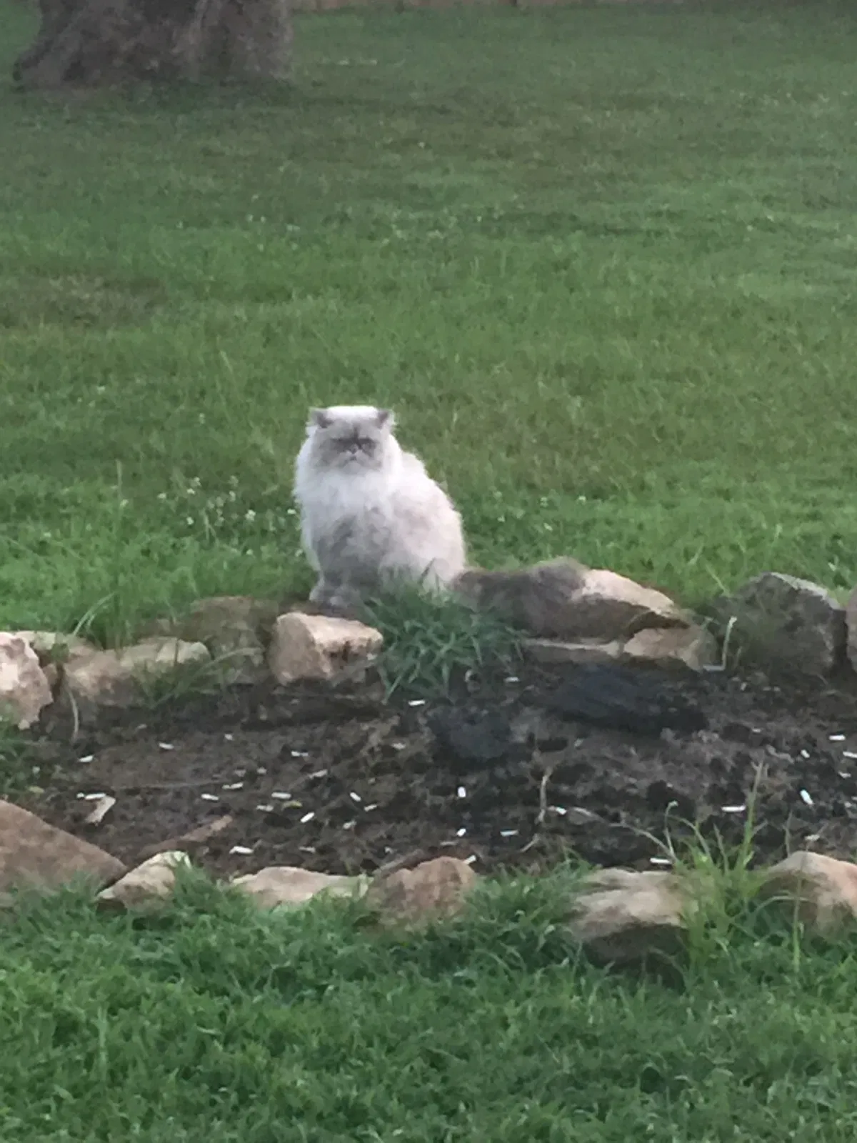 Lost cat in Honey Brook, PA, 19344