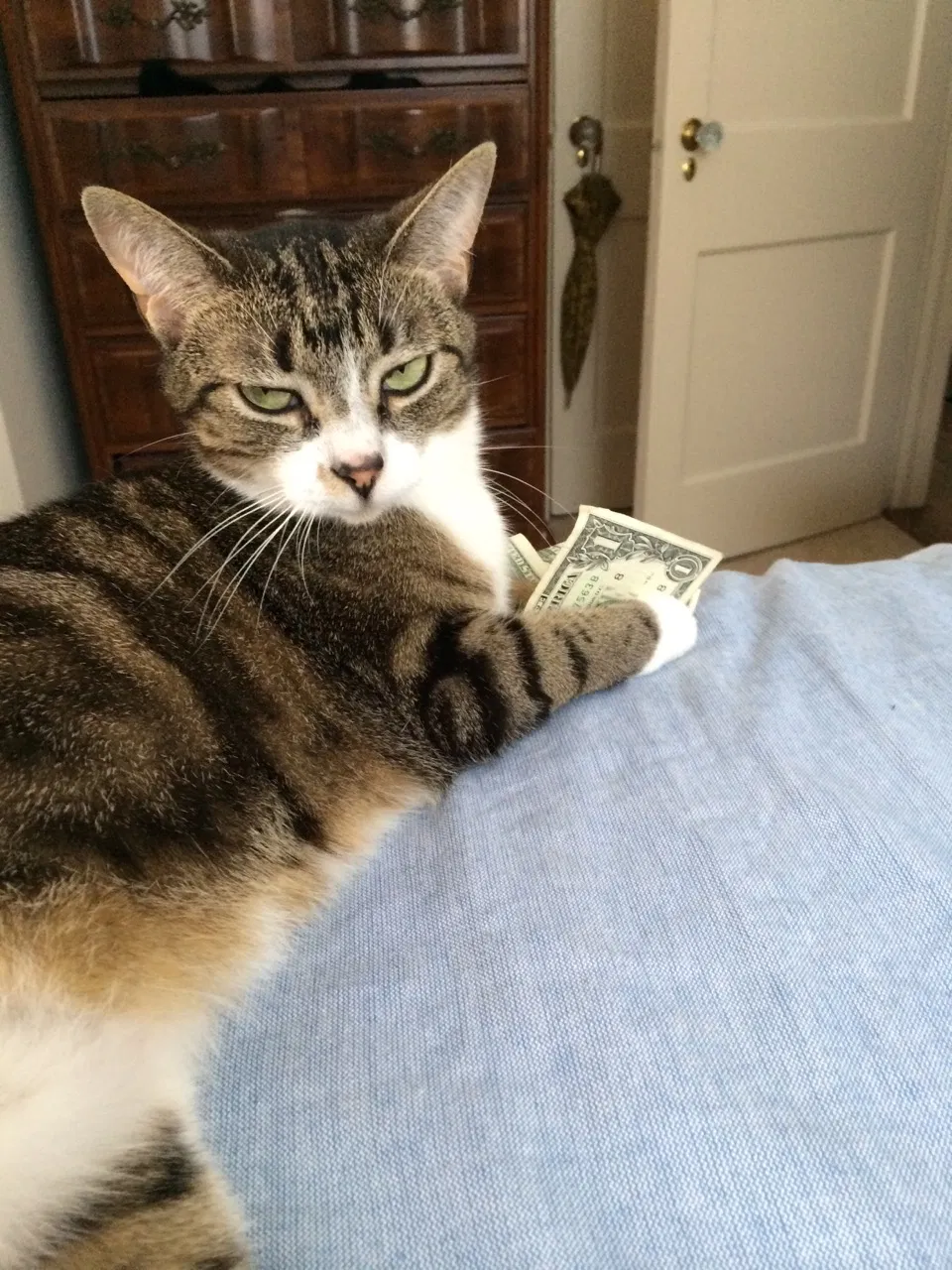 Lost cat in Macon, GA, 31204