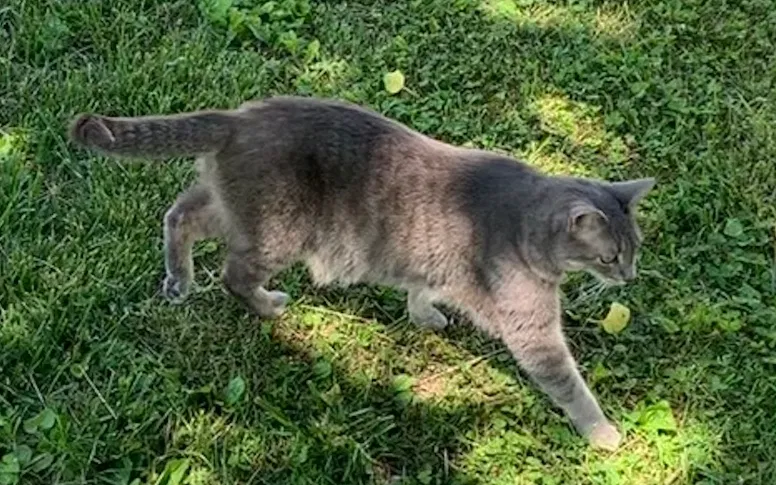 Lost cat in Clinton, TN, 37716