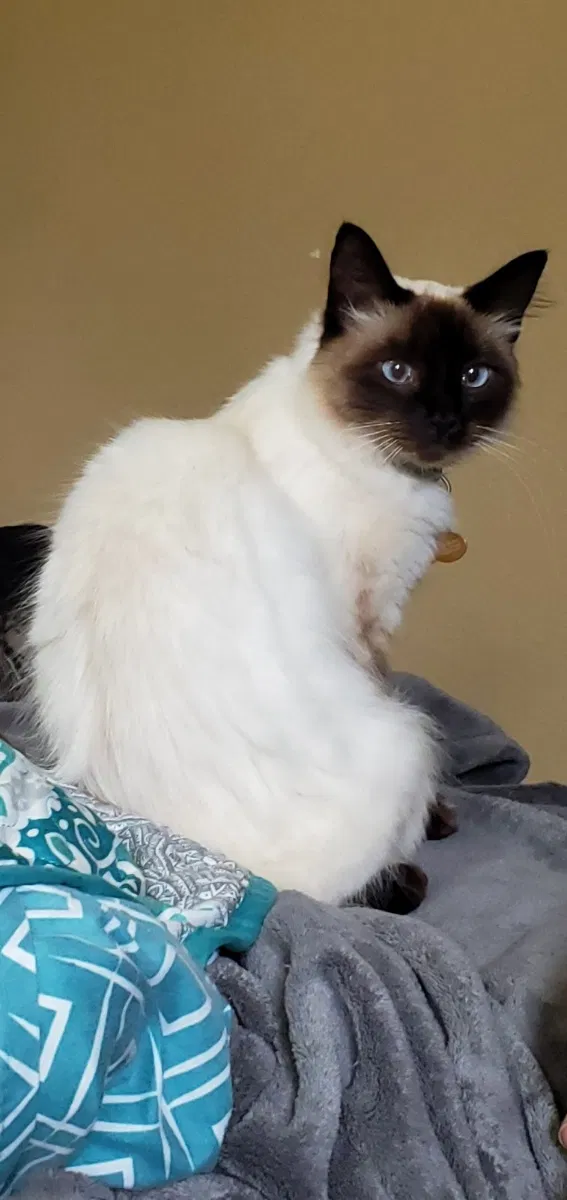 Lost cat in Vancouver, WA, 98682