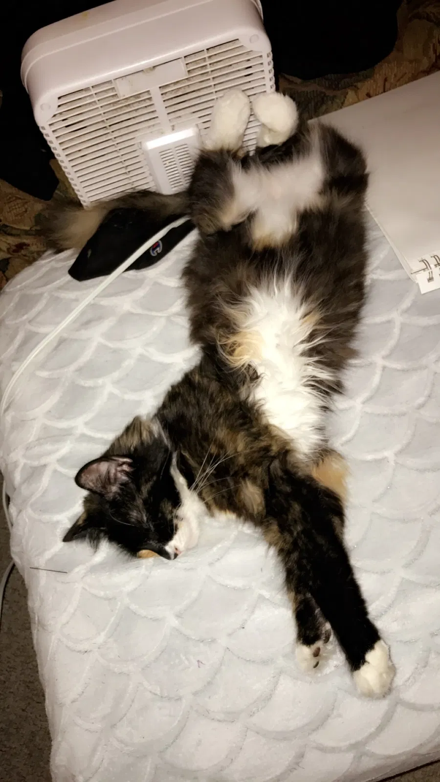 Lost cat in Bellefonte, PA, 16823