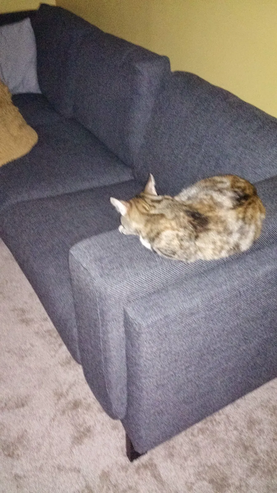 Lost cat in Stratford, NJ, 8084