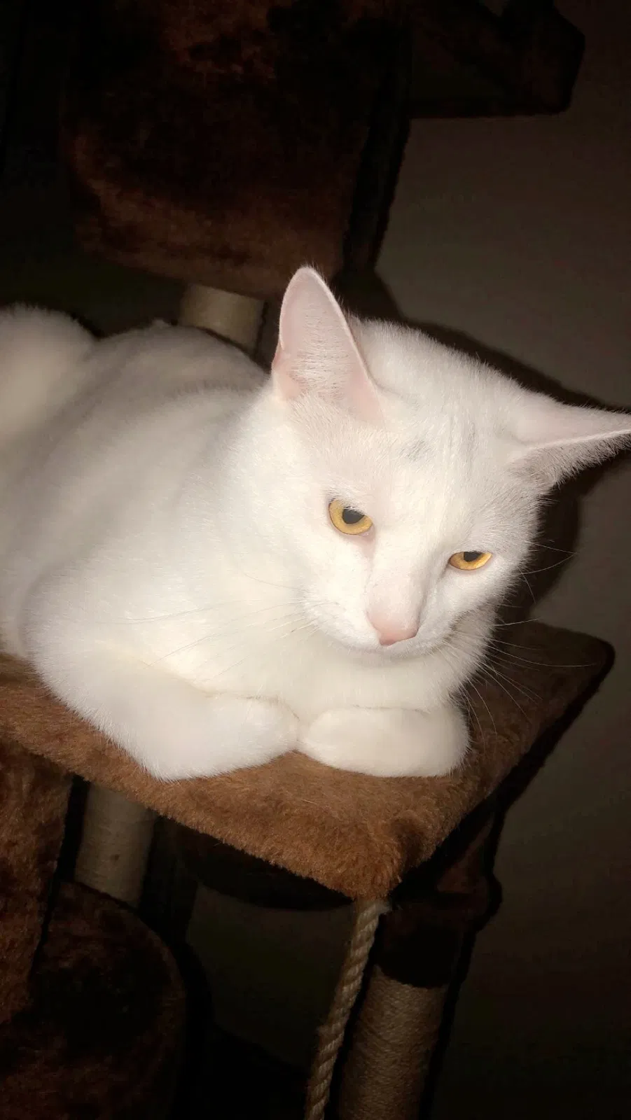 Lost cat in Forest Hill, MD, 21050