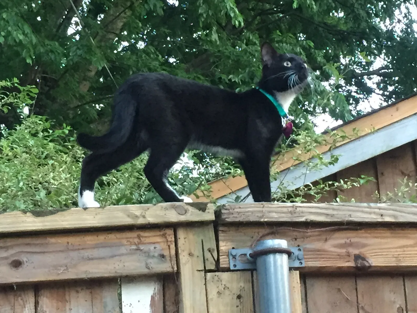 Lost cat in Memphis, TN, 38104
