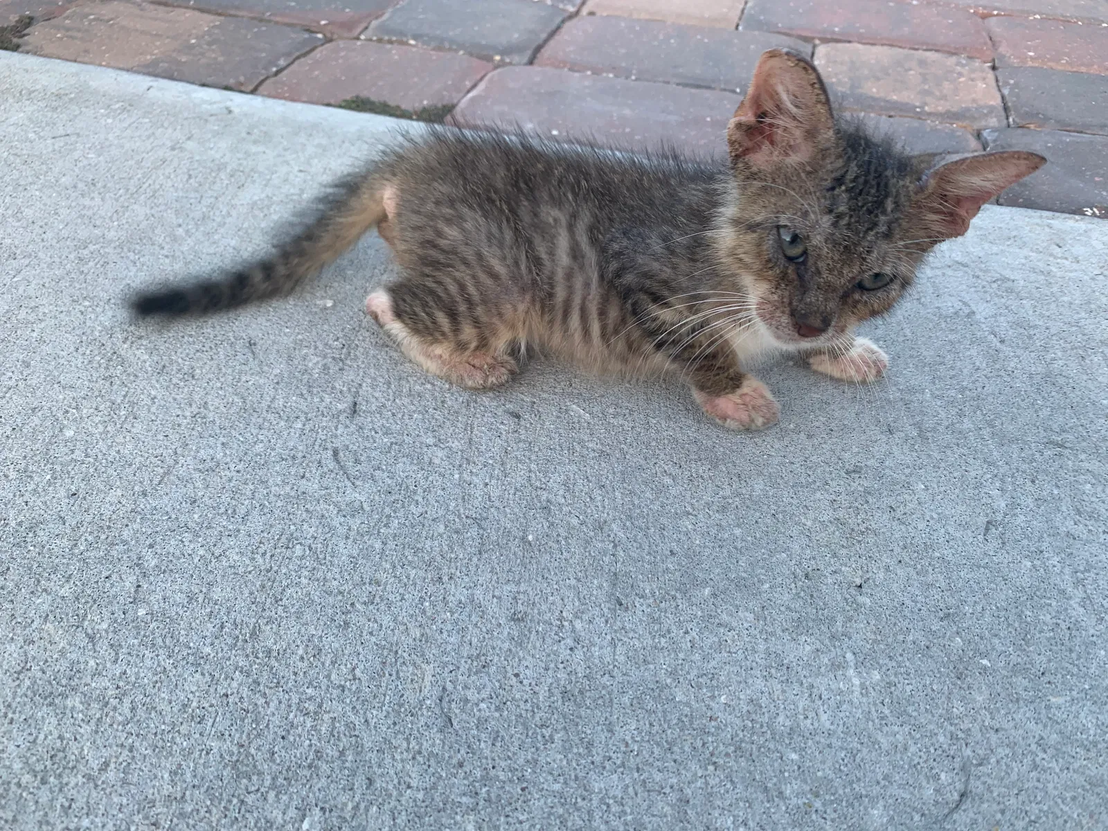 Lost cat in Orlando, FL, 32835