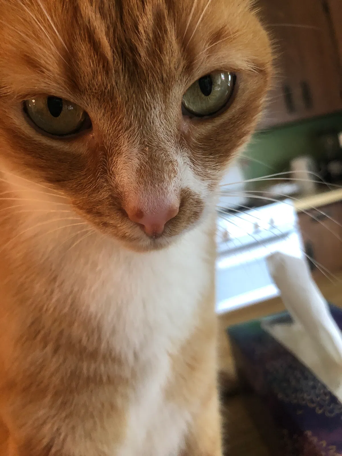 Lost cat in Simpsonville, KY, 40067