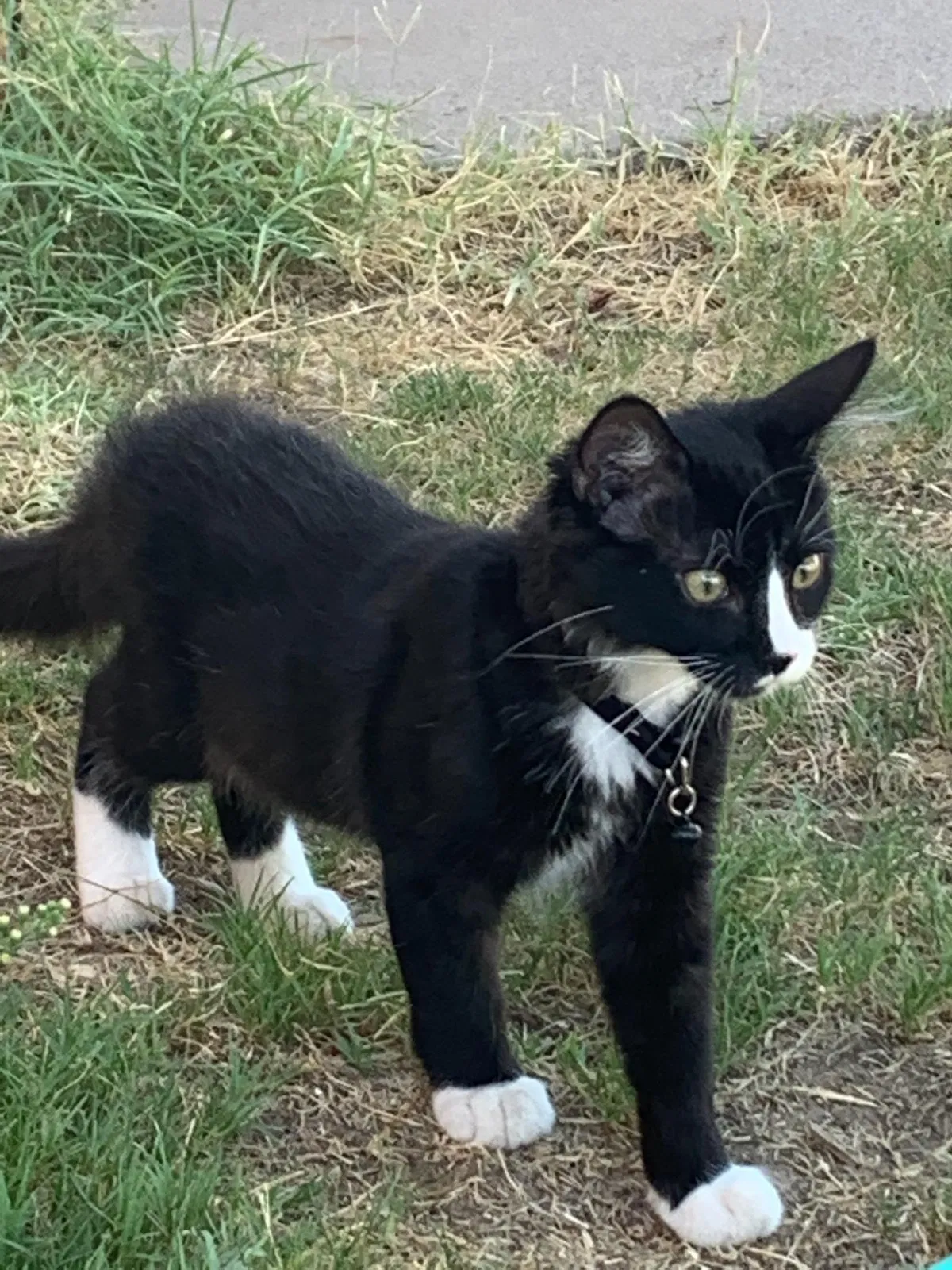 Lost cat in El Paso, TX, 79907