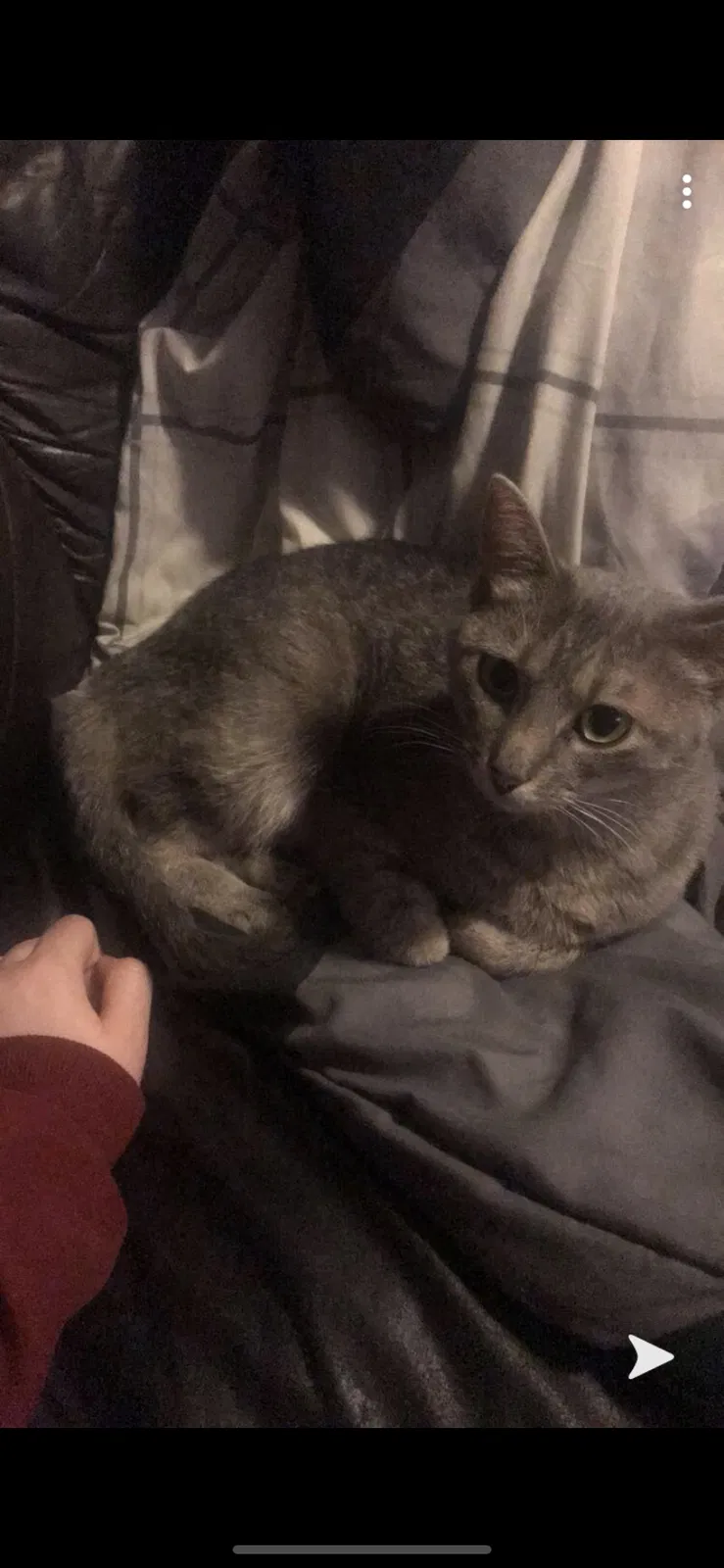Lost cat in Saint Paul, MN, 55108
