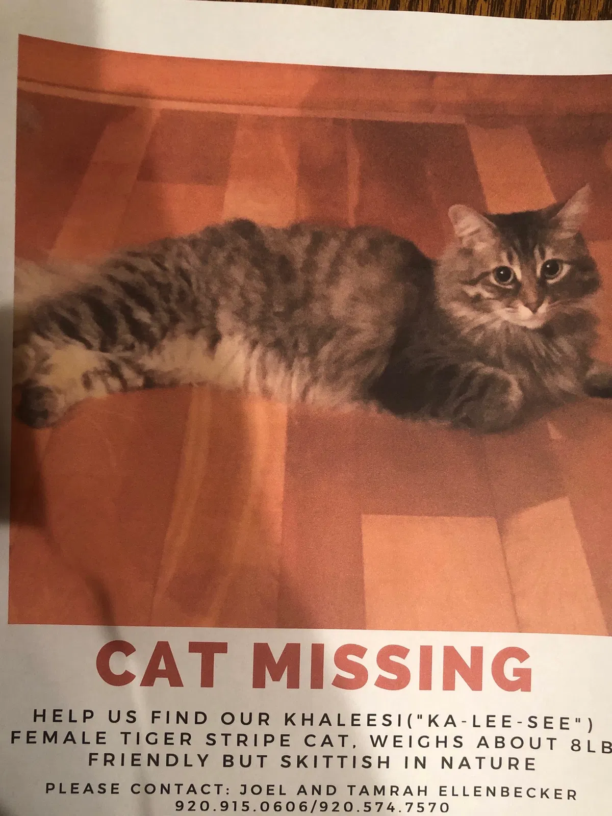 Lost cat in Hortonville, WI, 54944