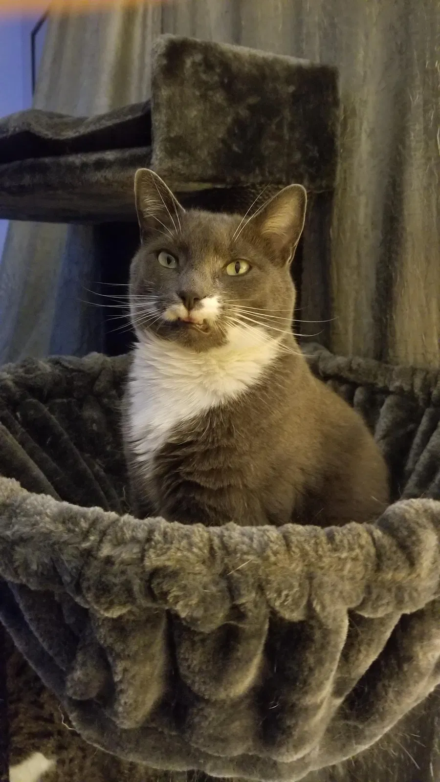 Lost cat in Boise, ID, 83704