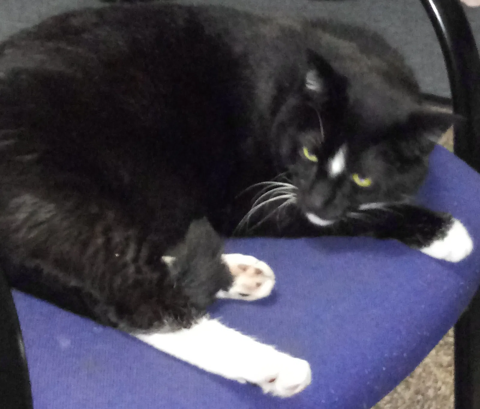 Lost cat in Cleveland, OH, 44134