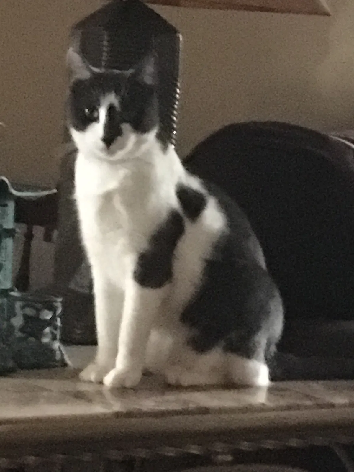 Lost cat in Philadelphia, PA, 19116