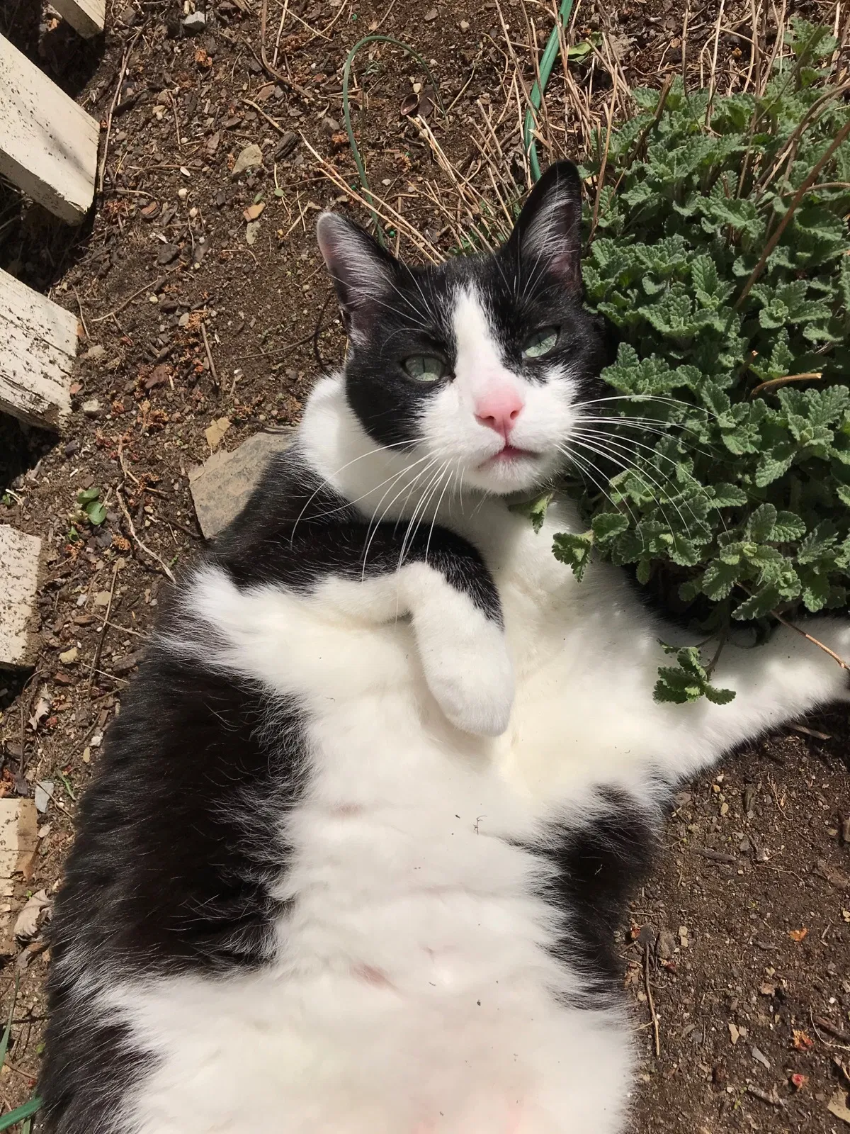 Lost cat in Chaffee, MO, 63740