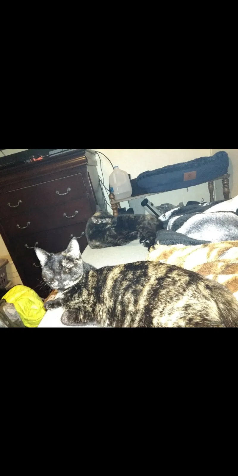 Lost cat in Hereford, PA, 18056