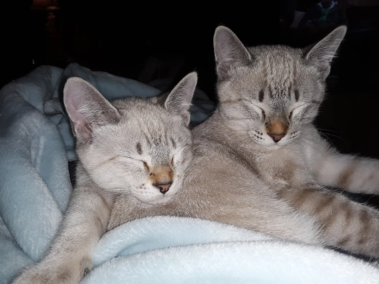 Lost cat in Arroyo Grande, CA, 93420