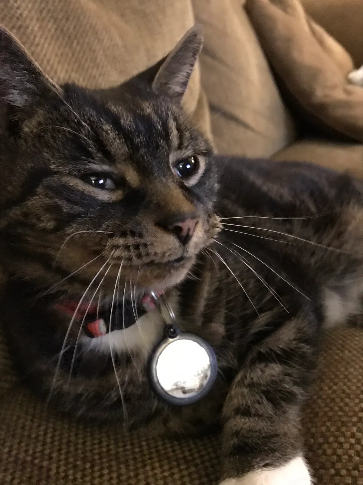 Lost cat in Richmond, VA, 23236