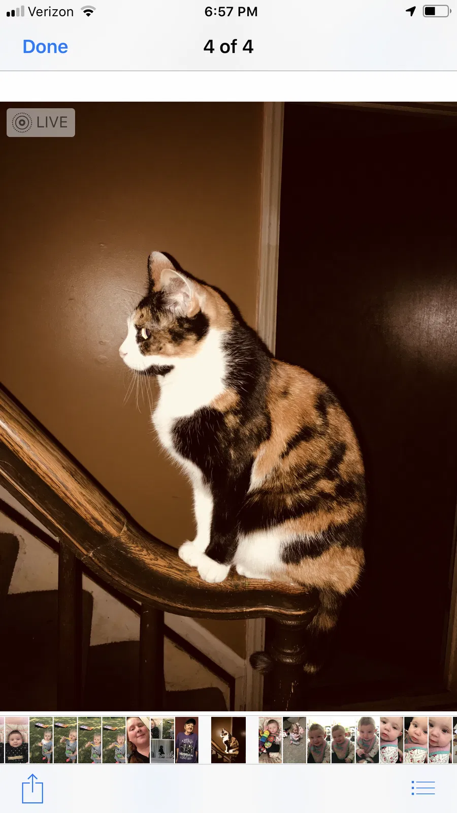 Lost cat in Cincinnati, OH, 45245