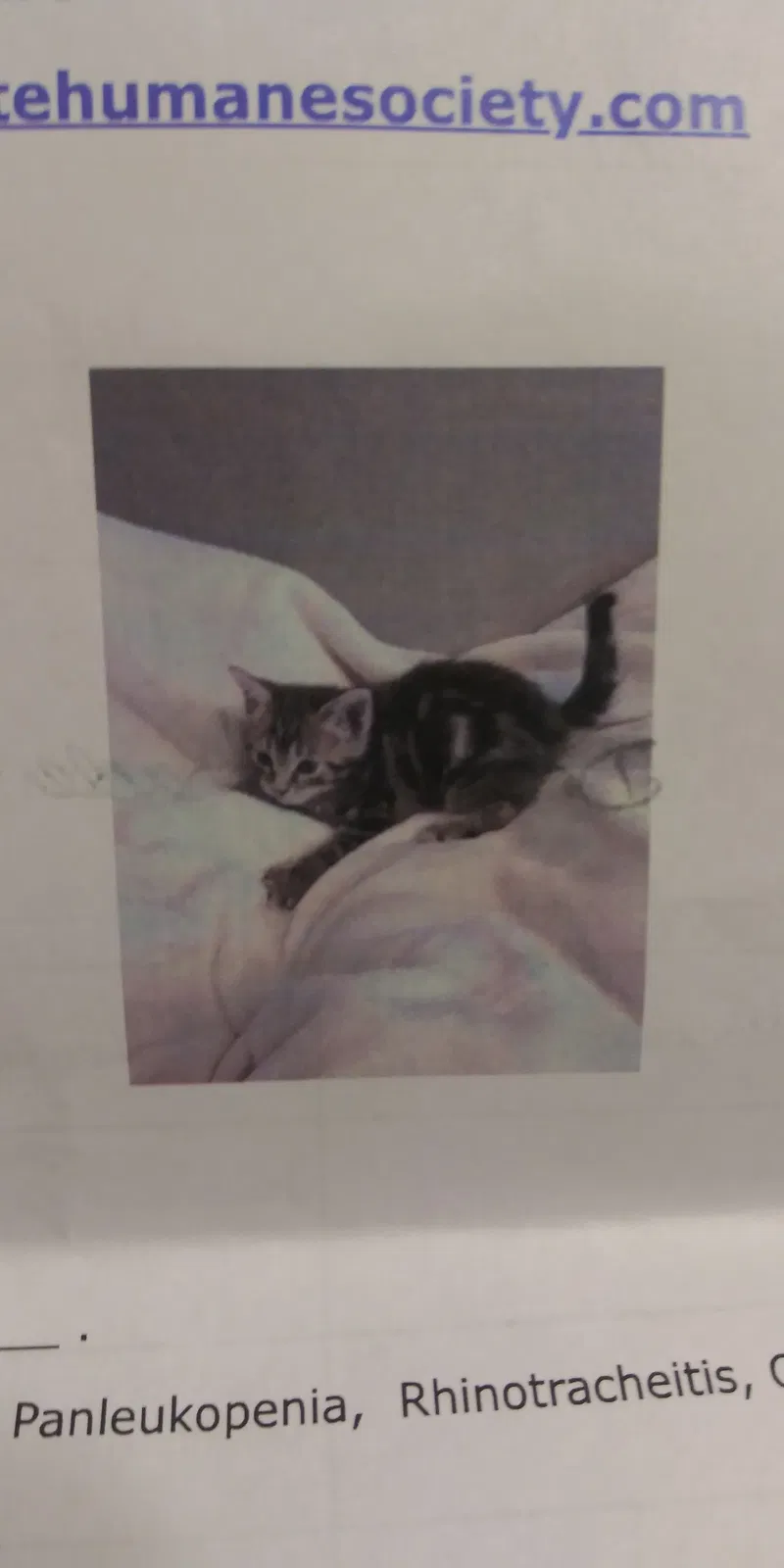 Lost cat in Dayton, OH, 45420