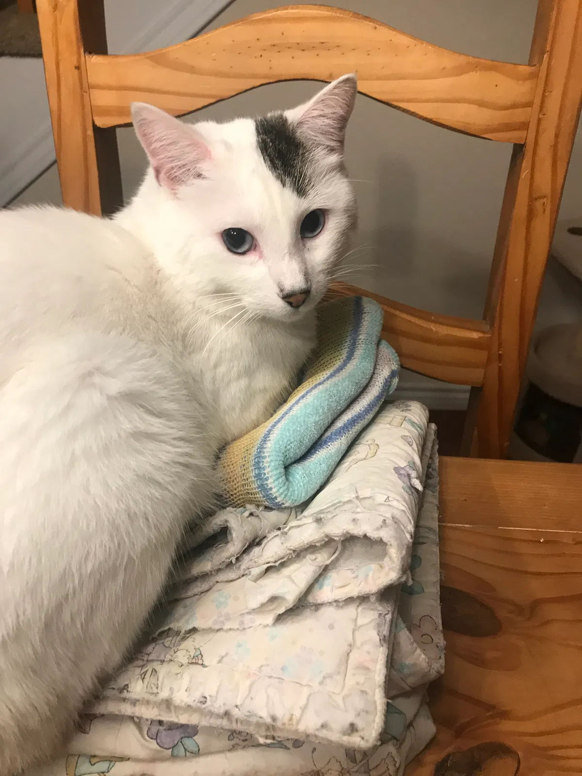 Lost cat in Erie, CO, 80516