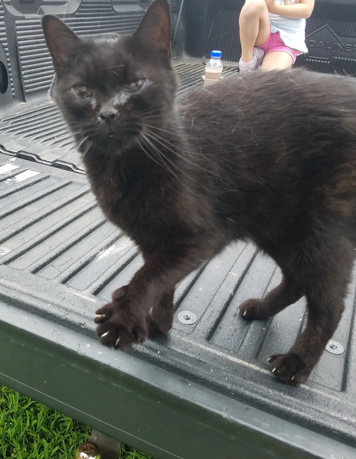 Lost cat in Williamstown, NJ, 8094