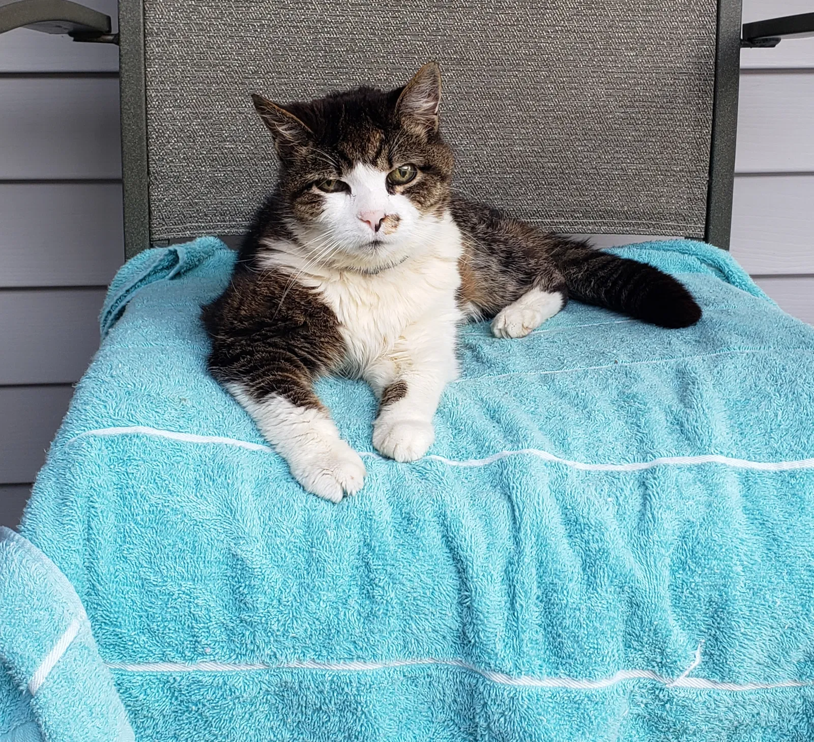 Lost cat in Taylor, PA, 18517