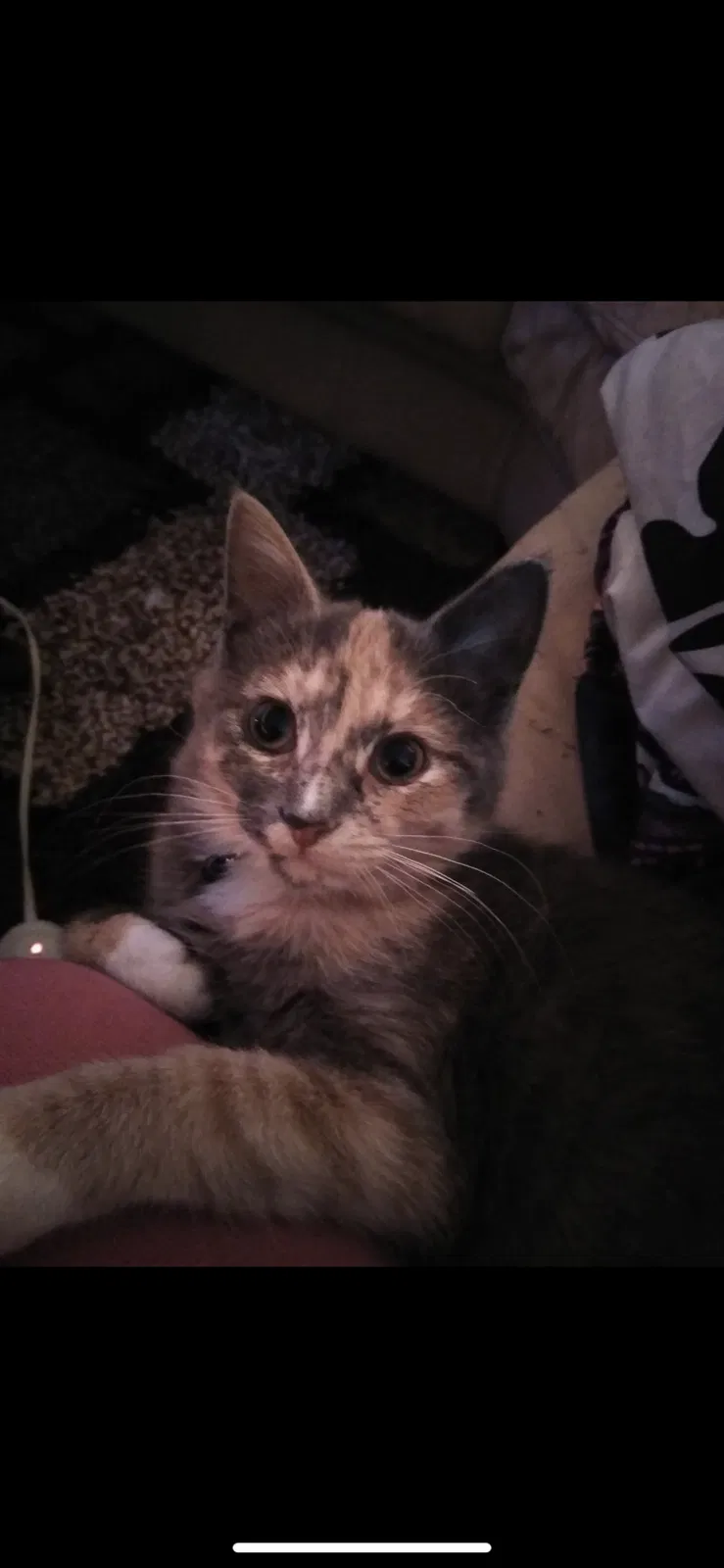 Lost cat in Brockport, NY, 14420