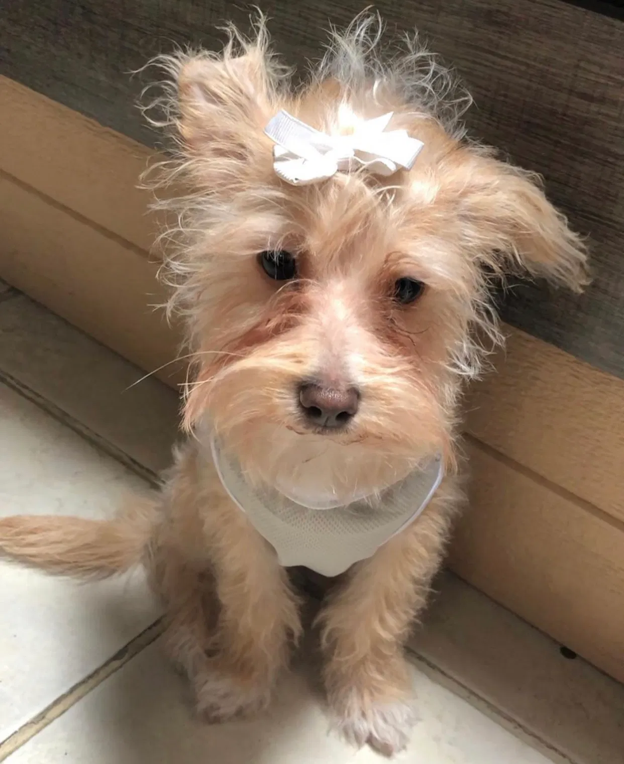 Lost dog in El Monte, CA, 91732