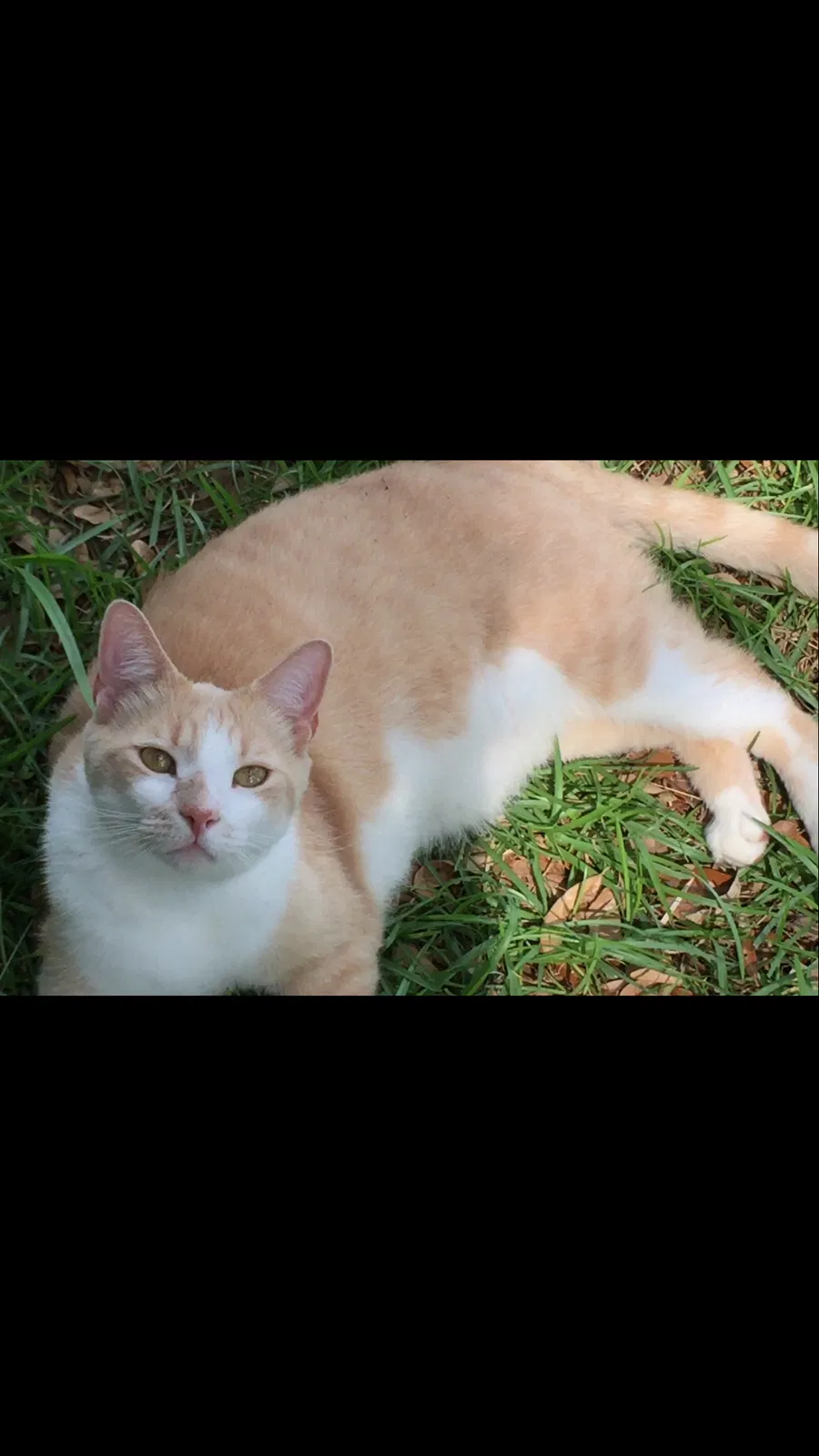 Lost cat in Wilmington, NC, 28412