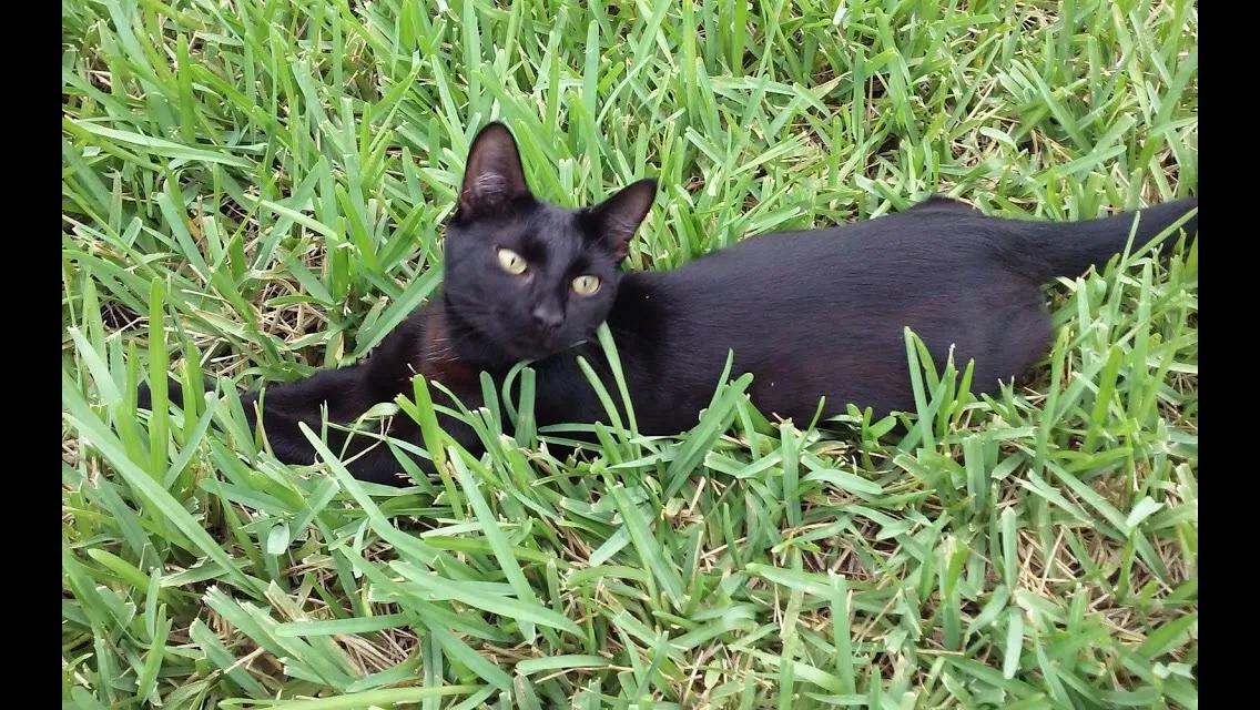Lost cat in Pompano Beach, FL, 33063