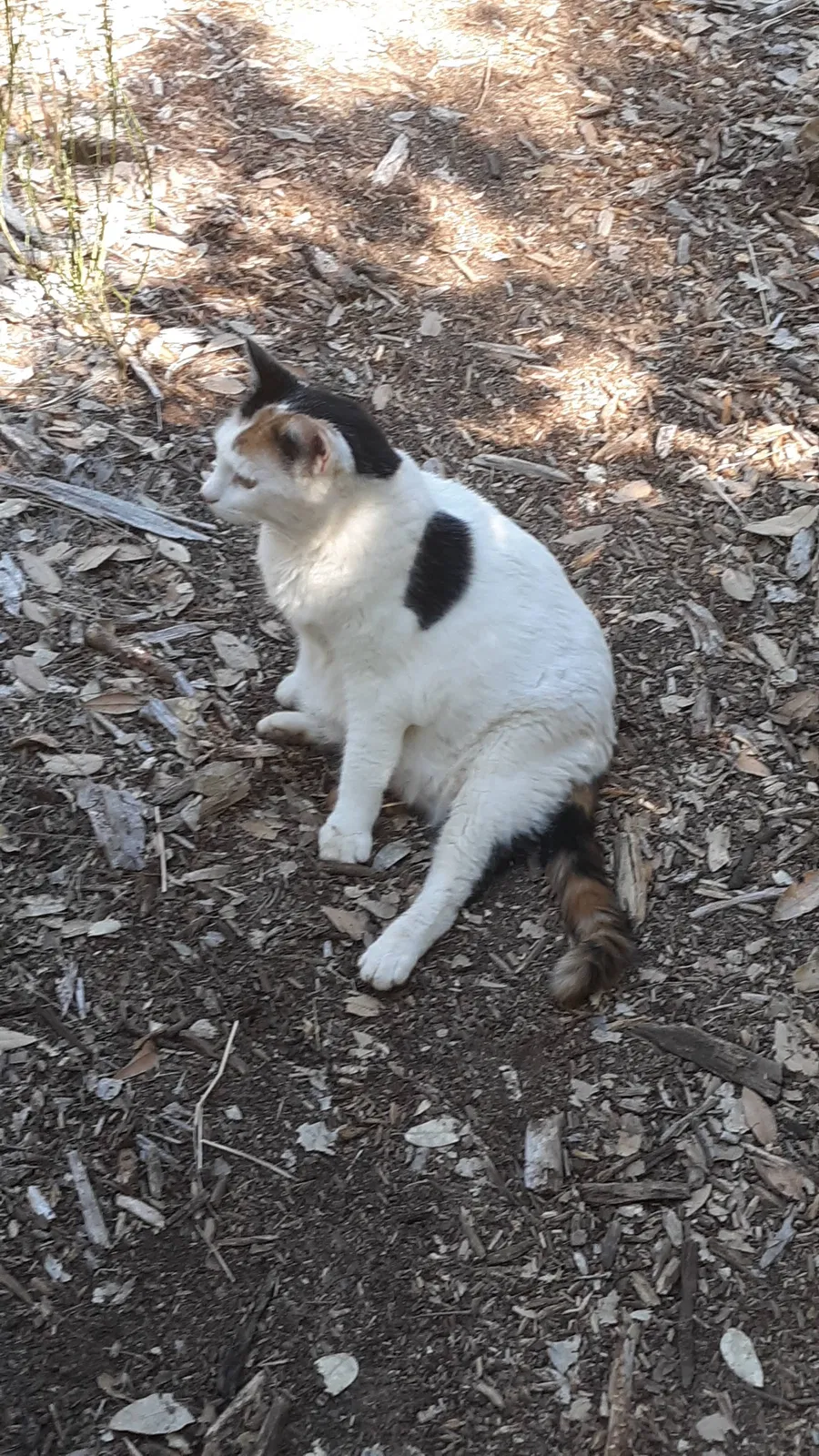 Lost cat in Nevada City, CA, 95959