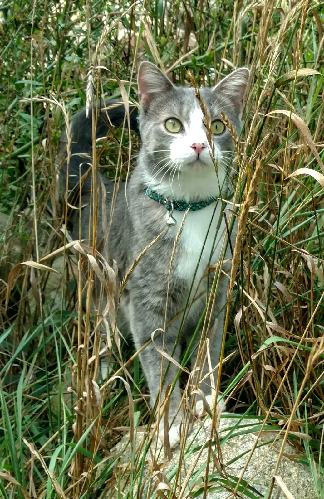 Lost cat in Olivet, MI, 49076
