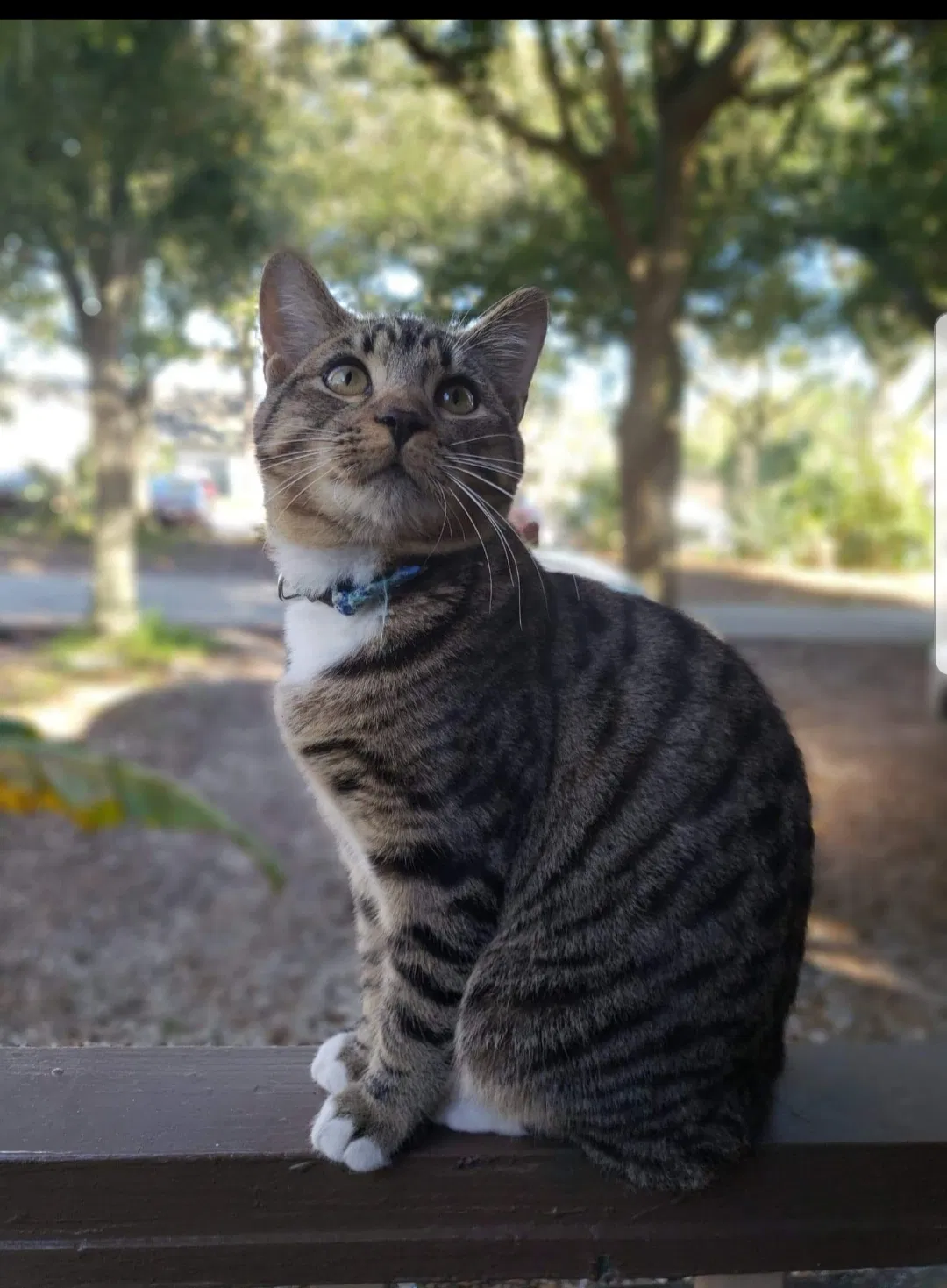 Lost cat in Saint Augustine, FL, 32084