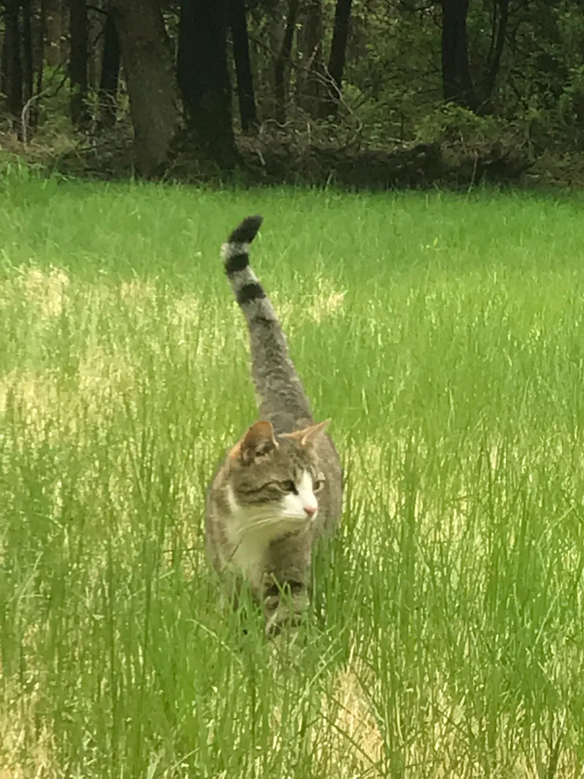 Lost cat in Poughkeepsie, NY, 12603
