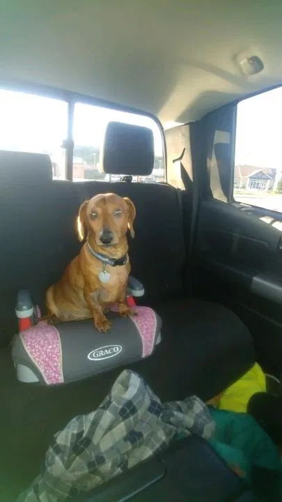 Lost dog in Knoxville, TN, 37912