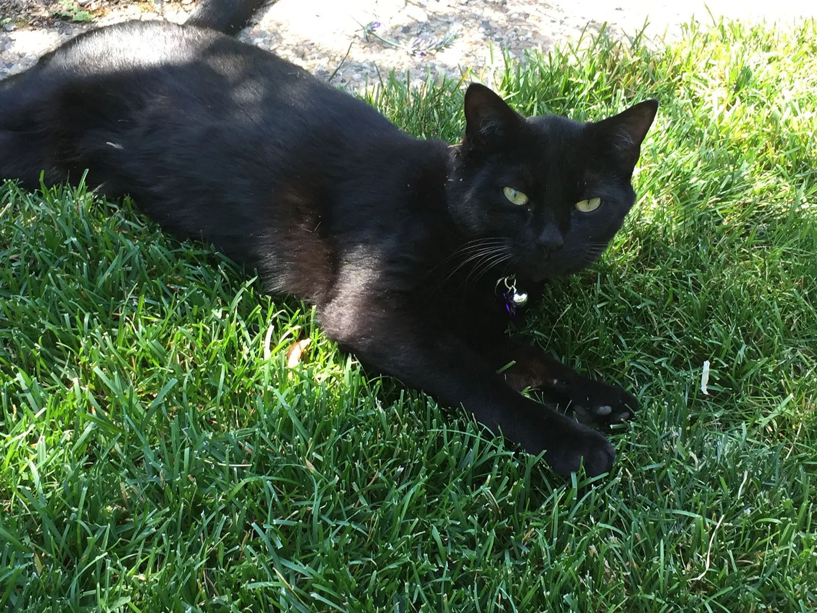 Lost cat in Lake Oswego, OR, 97034