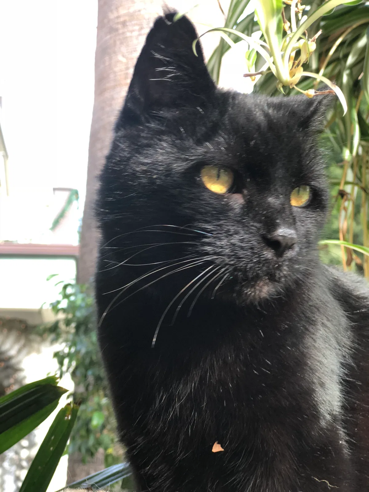 Lost cat in Pasadena, CA, 91104